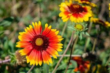 Gaillardia aristata (common blanketflower) wildflower