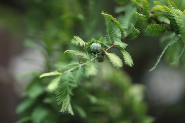Close up of a budding limb on a green tree -- new growth