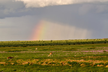Landschaftsbilder aus dem Nationalpark Tsavo Ost Tsavo West und Amboseli