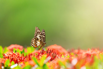 lime butterfly on spike flower