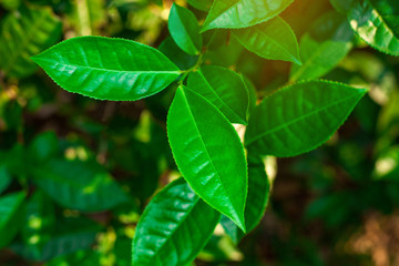 tropical leaves, abstract green tea leaves texture, nature background