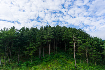 A row of green trees and against a blue sky