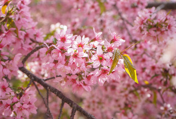 cherry blossom or sakura in spring season