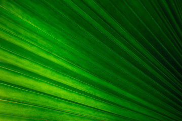 Obraz premium abstract green leaves texture, nature background, dark tone wallpaper