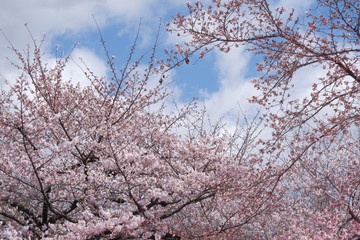 青空と桜