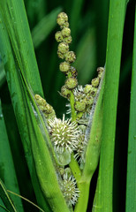 Aufrechter Igelkolben Sparganium erectum