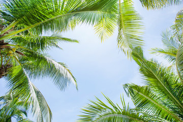 Fototapeta premium tropical palm leaf background, coconut palm trees perspective view