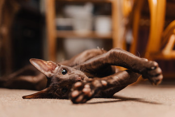 Oriental cat of chocolate color. The kitten lies on the floor and stretched its paws after sleep.