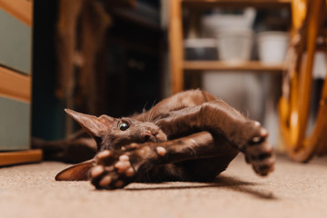 Oriental cat of chocolate color. The kitten lies on the floor and stretched its paws after sleep.