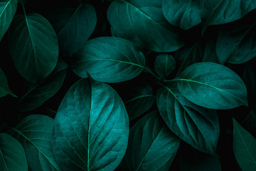 tropical leaves, abstract green leaves texture, nature background