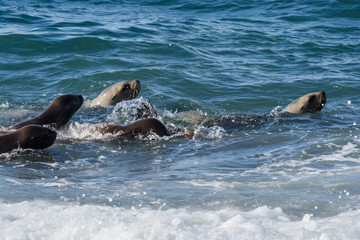 Fototapeta premium Sea lion surfing in the waves, Patagonia,Argentina.
