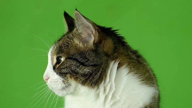 Cat face close-up on a green background. Looks to the left. Slow motion. Gray cat footage for design