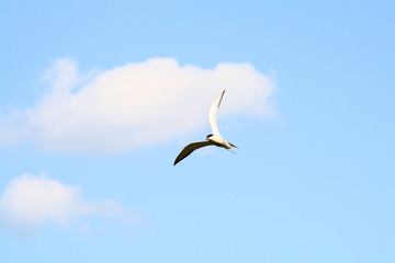 seagull flying in the blue sky