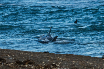 Fototapeta premium Killer whale hunting on the paragonian coast, Patagonia, Argentina