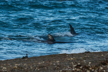 Obraz premium Killer whale hunting on the paragonian coast, Patagonia, Argentina