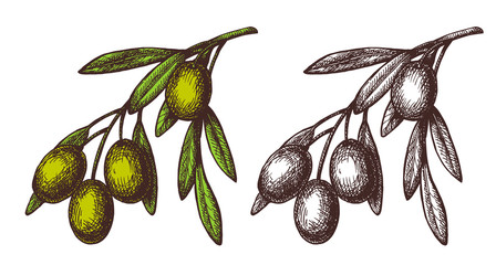 Vector hand drawn sketch of olive tree branch. 