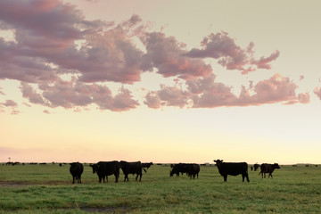 Cows grazing in the field, in the Pampas plain, Argentina