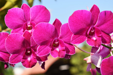orchid in garden