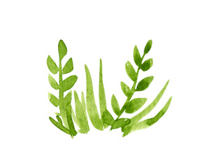 Watercolor green grass isolated on white background.
