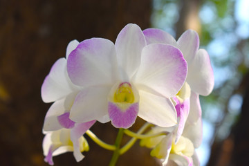 orchid in the garden