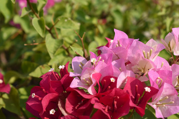 pink flowers in the garden