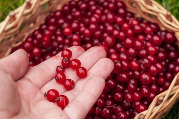 garden worker picking up fresh berries of red currant to wicker 