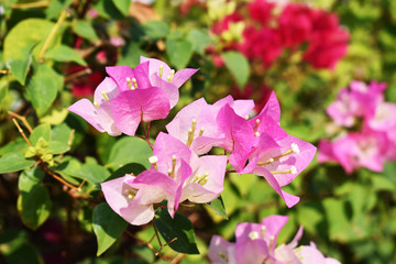 pink flowers in the garden