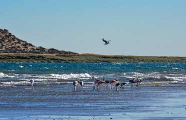 Flamingos in the tidal line, Peninsula Valdes, Patagonia, Argentina