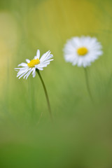 Gänseblümchen Bellis perennis
