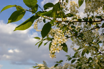 Prunus padus, known as bird cherry, hackberry, hagberry, or Mayday tree. Fragrant, delicate, flowering branches against the backdrop of a blurred spring landscape