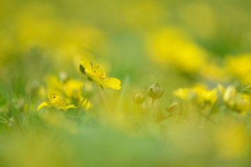 Gänsefingerkraut Argentina anserina