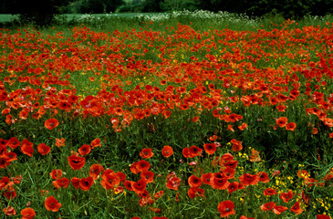 A field of Papaver rhoeas Field poppies in the countryside