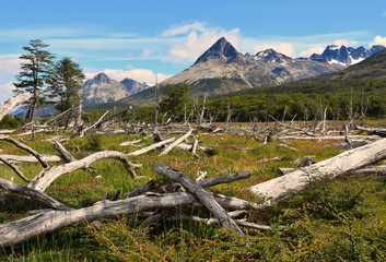 Fallen trees from beavers form the landscape through the peat bogs of Tierra Del Fuego National Park