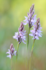 Geflecktes Knabenkraut Dactylorhiza maculata