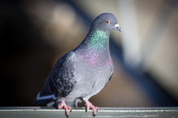closeup of beautiful  urban bird gray city pigeon or dove sitting on parapet in day sun light and shadows against blurred background 
