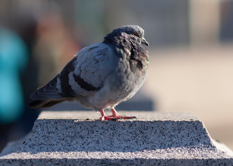 Obraz premium ruffled fluffy grey city dove on granite rock in sunlight against blurred background