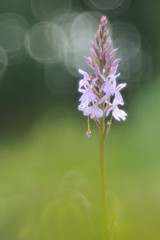 Geflecktes Knabenkraut Dactylorhiza maculata