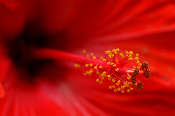 Hibiskus Hibiscus © Dirk