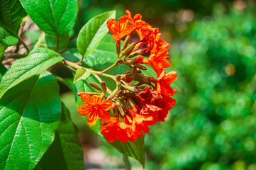 Red flower blossom with natural blur green background