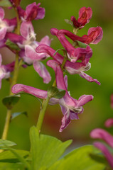 Hohler Lerchensporn Corydalis cava