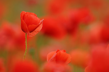Fototapeta premium Klatschmohn Papaver rhoeas