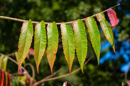 Rhus coriaria (Sicilian, tanner's, elm-leaved sumach) leaves