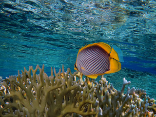 Red Sea coral reef with hard coral and oval butterflyfish