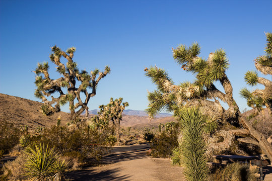 Path Between Large Joshua Trees In Early Morning