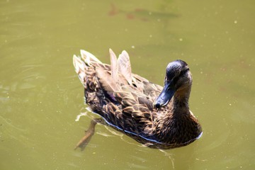 duck in the water