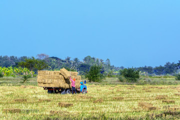 Obraz premium A Worker loading straw rice up on the truck at Phetchaburi, Thailand.