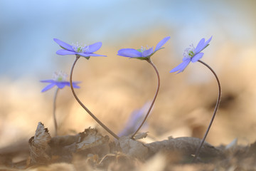 Leberbluemchen Anemone hepatica