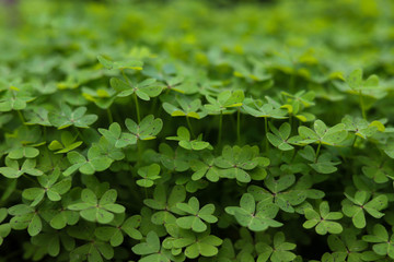 Obraz premium background of green leaves