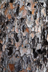 bark of a tree