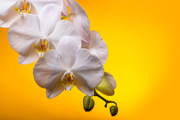 White orchid flowers with buds on a yellow background